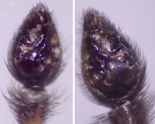 Pardosa purbeckensis